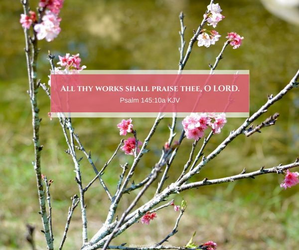 a-lesson-learned-from-cherry-blossoms