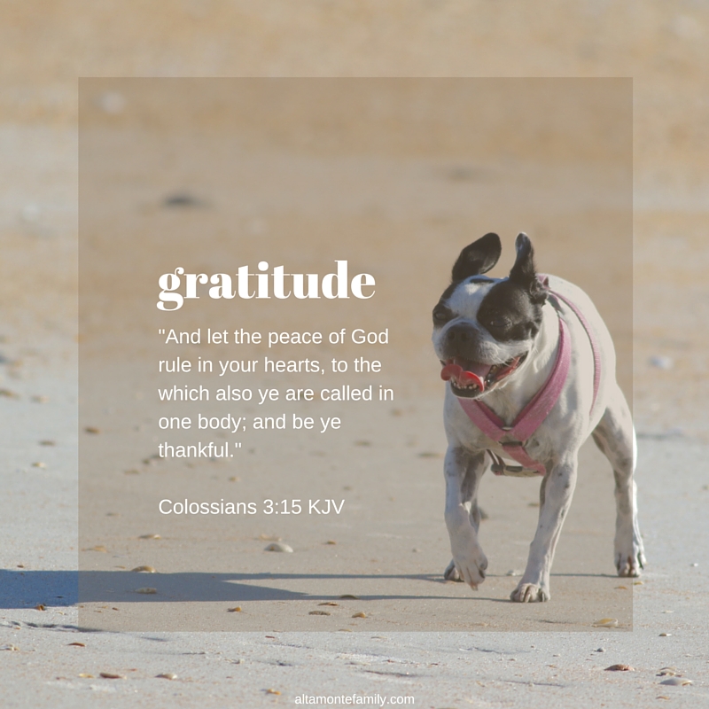 Colossians 3:15 KJV - Devotion on Gratitude