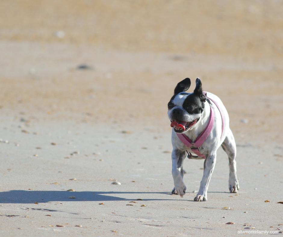 Flagler Beach Florida adventures