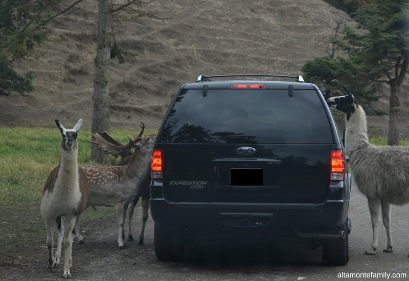 Road Trip Destination Planning - Olympic Game Farm - Sequim Washington