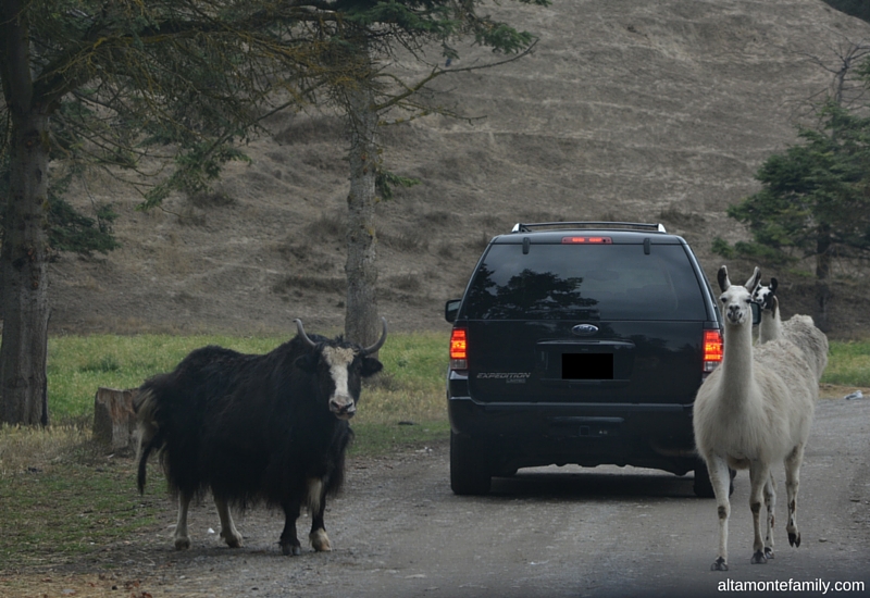 Road Trip Destination Planning - Olympic Game Farm - Sequim Washington