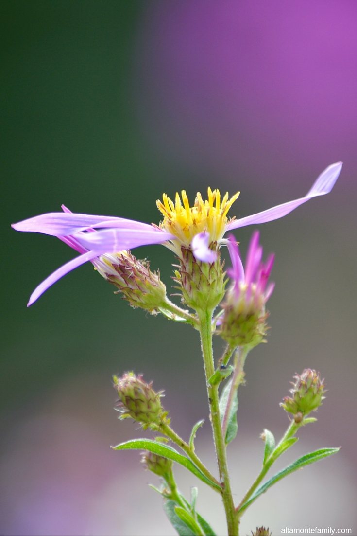 Summer wildflowers at Mount Rainier National Park