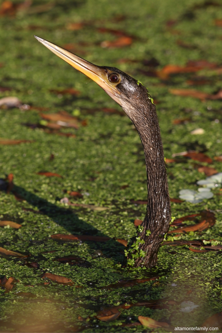 Anhinga - Birding in Central Florida