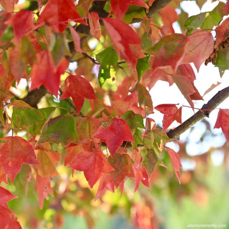 Fall Color Change in North Georgia