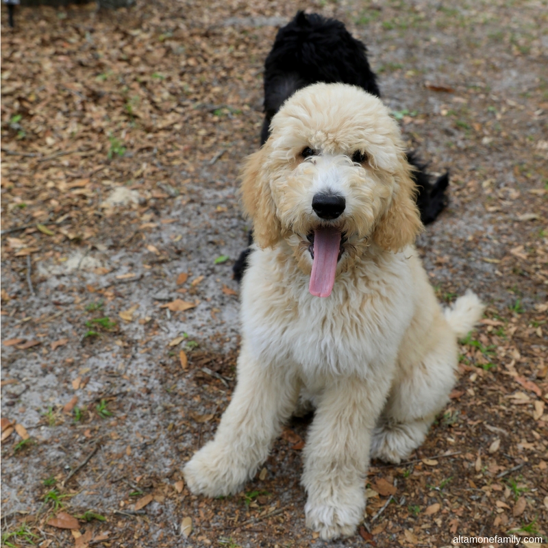 Healthy Benefits Of Dog Ownership - F1BB Goldendoodle Puppies at 15 weeks