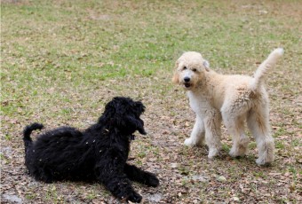 Goldendoodle Puppies Play Time - 15 weeks old - Benefits Of Dog Ownership