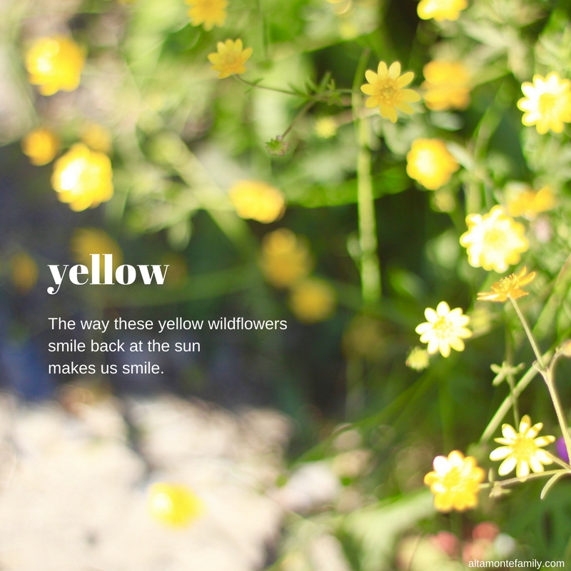 Yellow Wildflowers - Half Moon Bay California