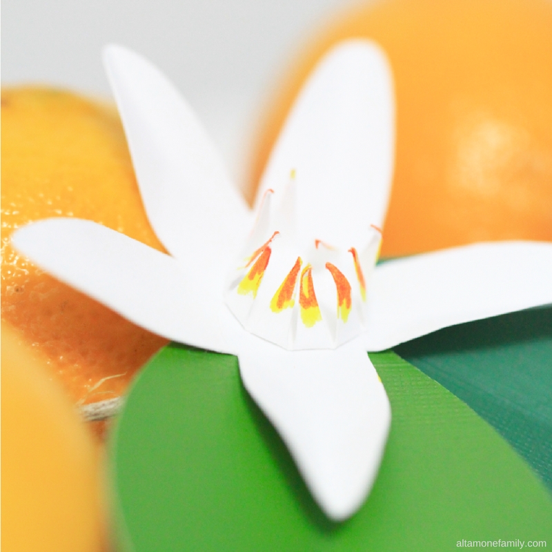 DIY Citrus Flower Garland - Cricut Explore Air Project Ideas - Papercrafting