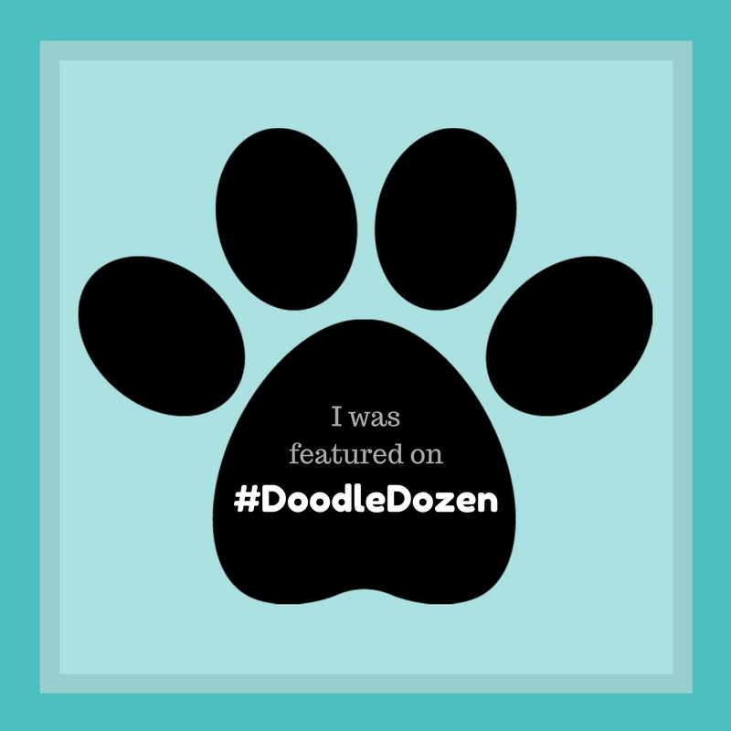 #DoodleDozen Featured Dogs and Puppies of Instagram