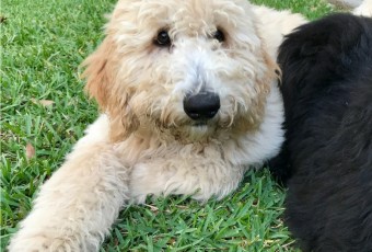 #DoodleDozen - Why So Serious? [Standard Goldendoodle Puppy at 19 Weeks]