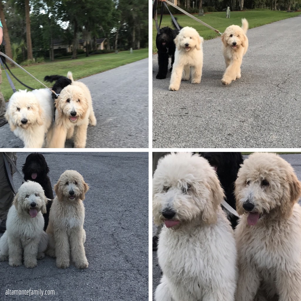 Walking three puppies at once