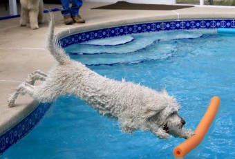 Doodle dog jumping in the swimming pool to fetch pool noodle