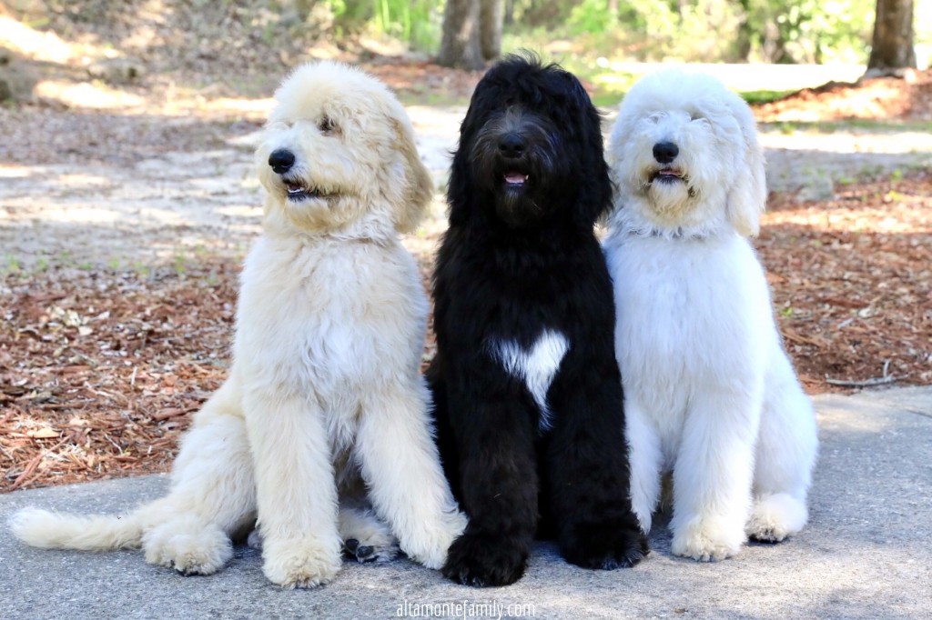 3 F1BB Goldendoodle Puppies