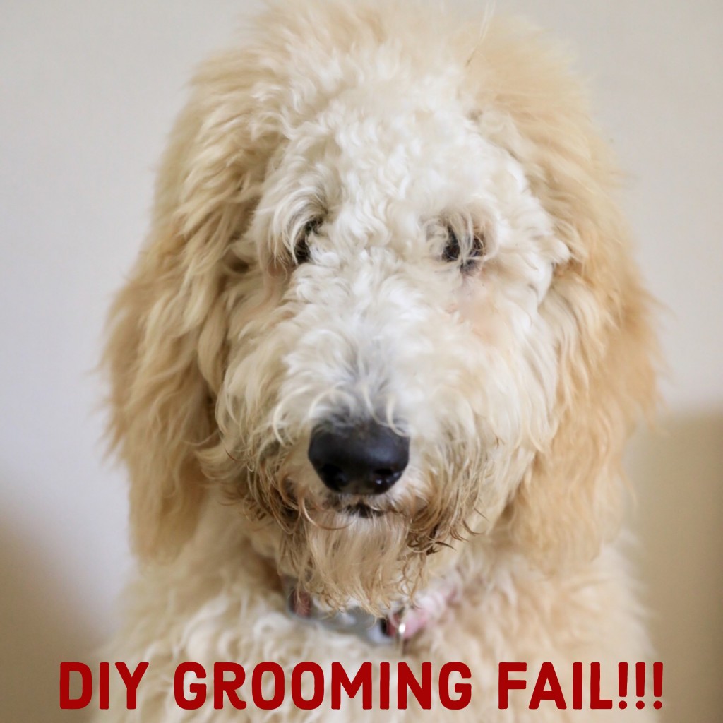 DIY Pet Grooming Fail - Goldendoodle - Labradoodle - Dog