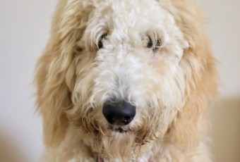 DIY Pet Grooming Fail - Goldendoodle - Labradoodle - Dog