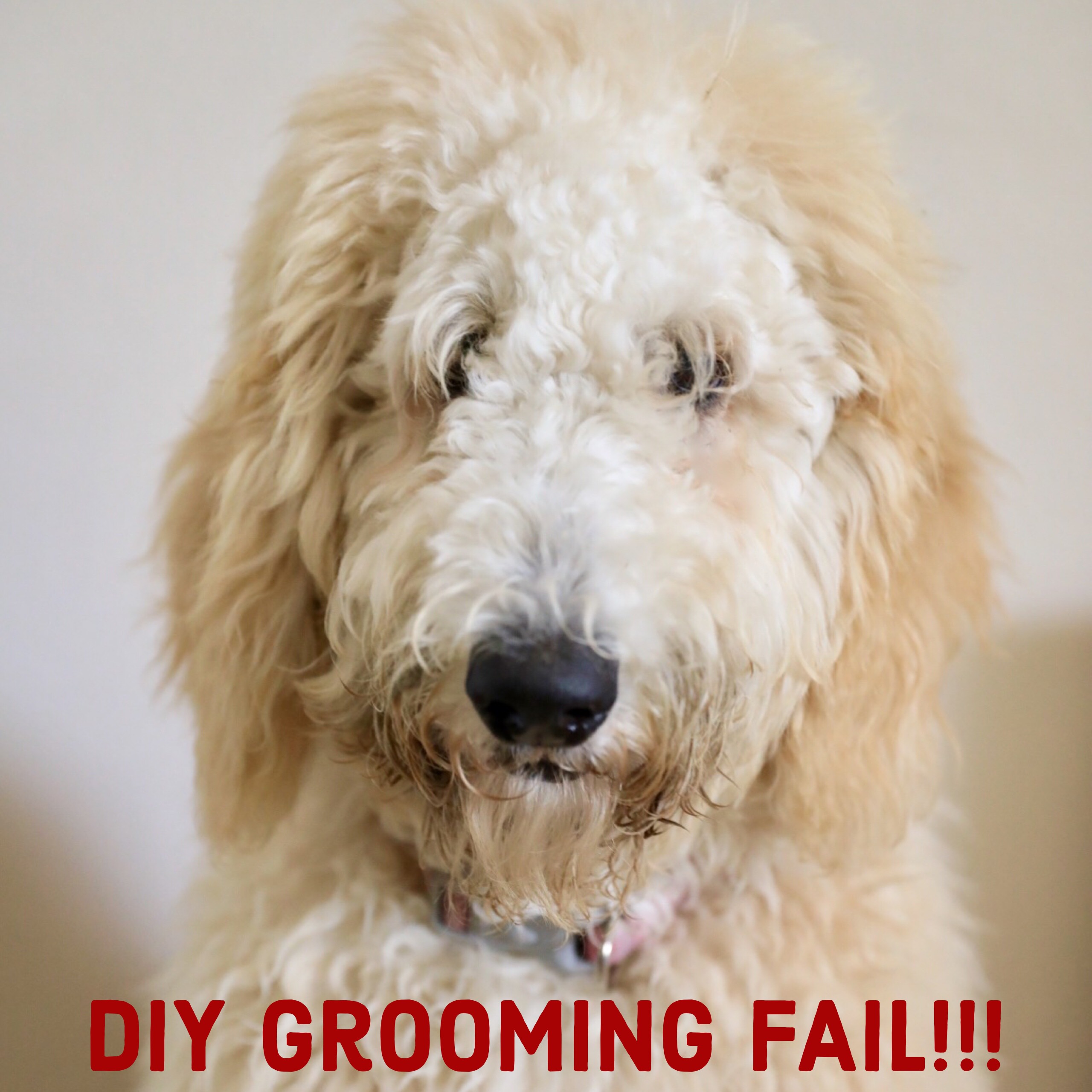 diy doodle grooming
