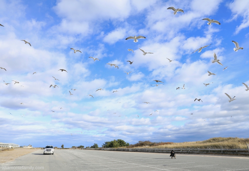 Seagull Beach West Yarmouth Massachusetts - Family Road Trip Destinations - Nature