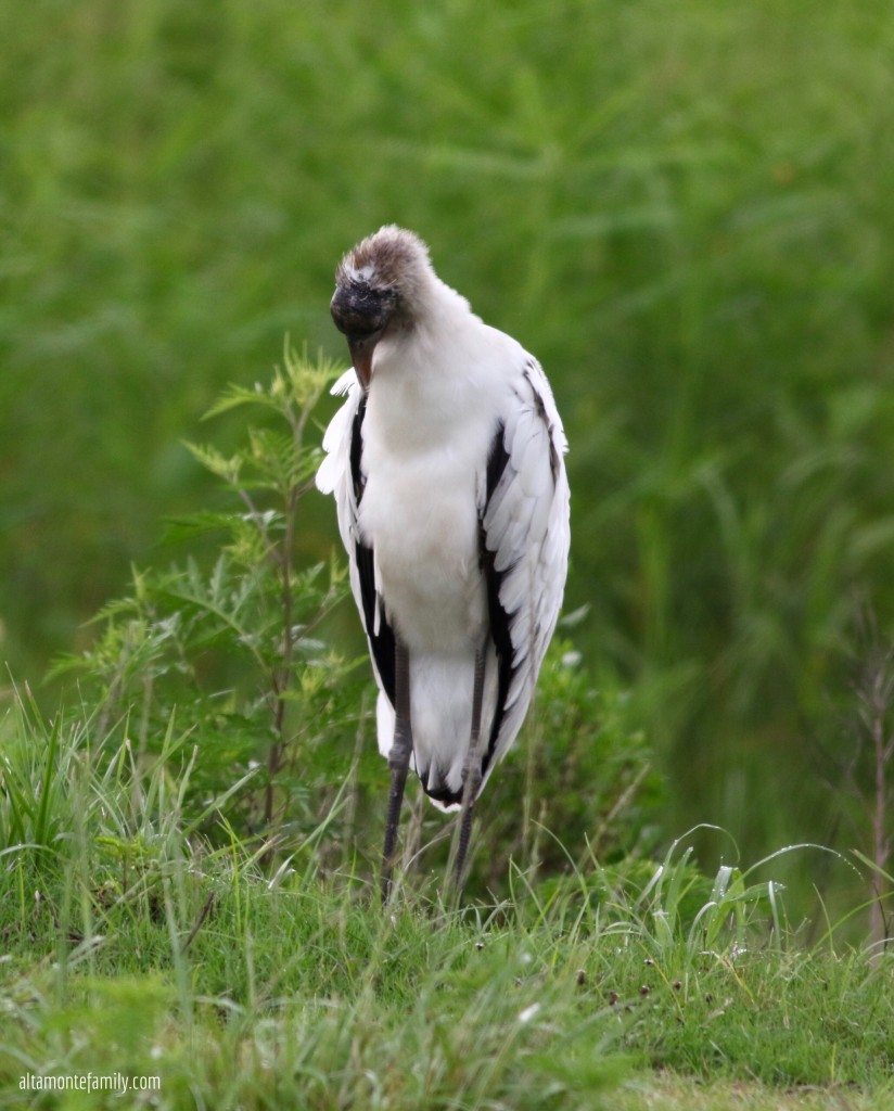 Wood Stork - Birding in Lake Apopka North Shore Wildlife Drive - Florida