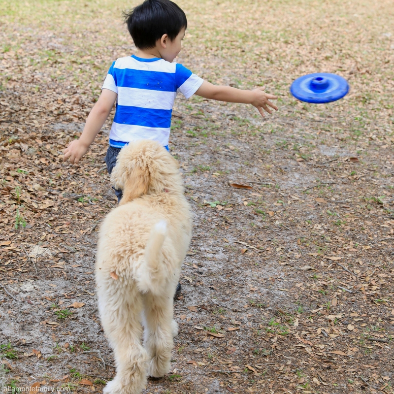 Dogs and Kids Playing Frisbee