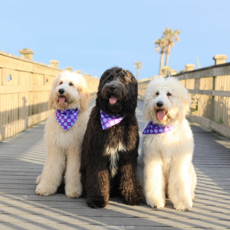 Labradoodle Puppies at 7 Months Old