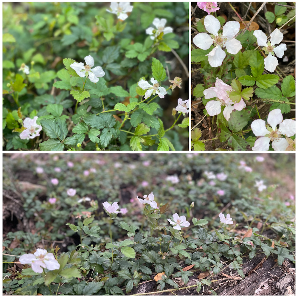 Southern-Dewberry-Blackberry-in-Central Florida