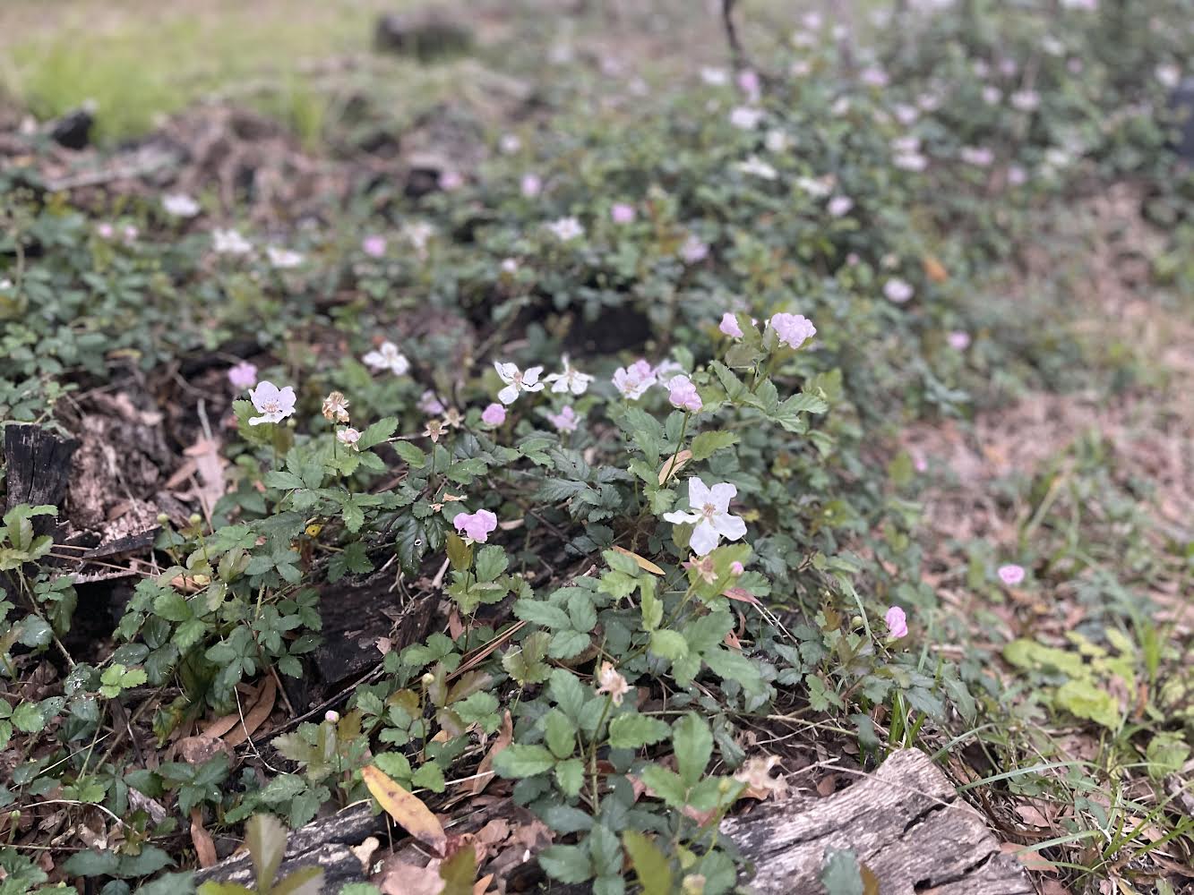 Southern Dewberry In Central Florida Altamonte Family