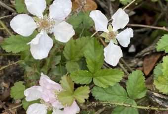 Southern-dewberry-central-Florida