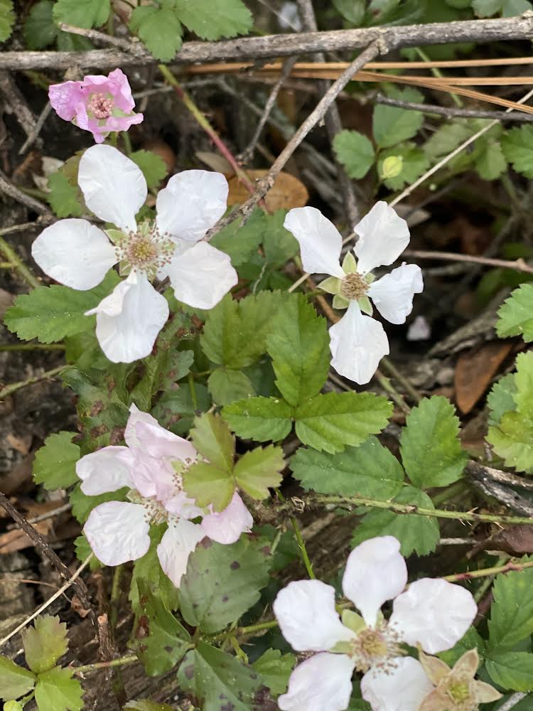 Southern-dewberry-central-Florida