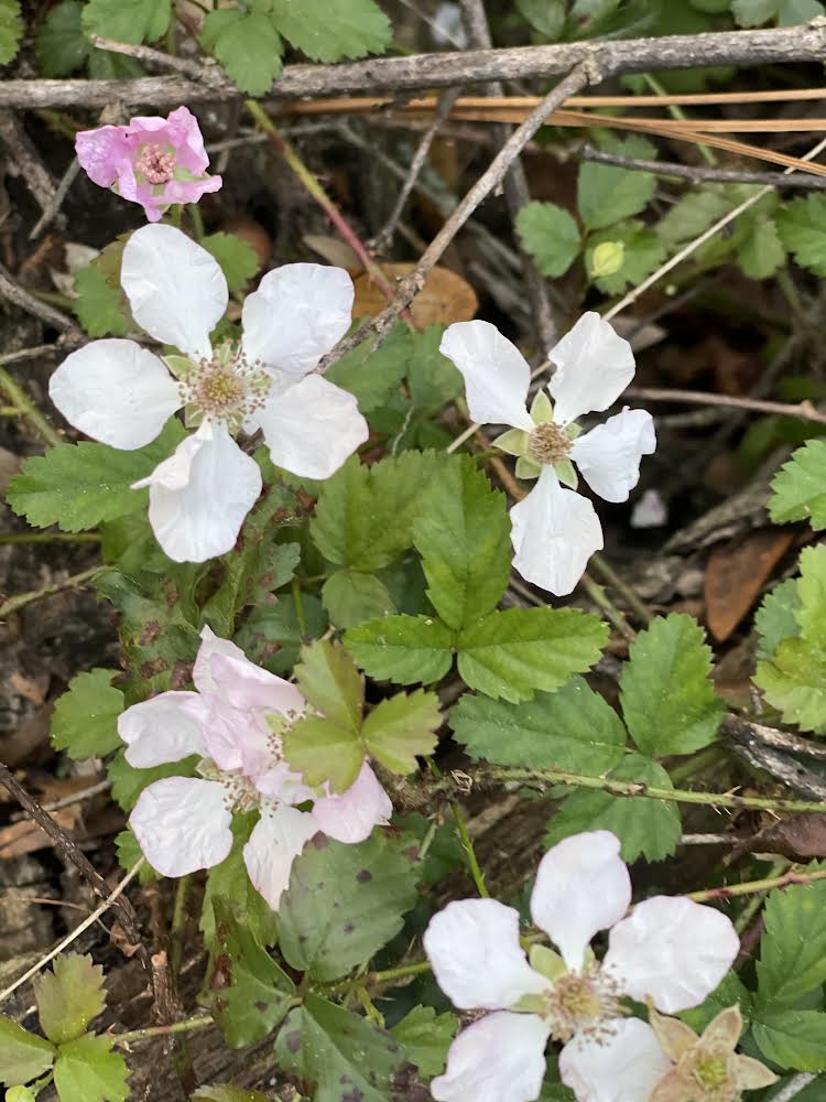 Southern Dewberry In Central Florida Altamonte Family