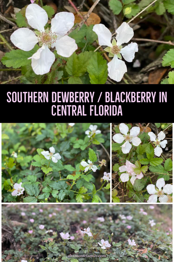 Southern-dewberry-blackberry-Central-Florida