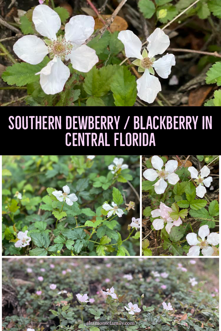 Southern Dewberry In Central Florida - Altamonte Family